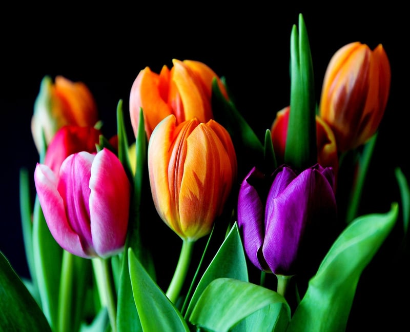 Botanical Arrangements