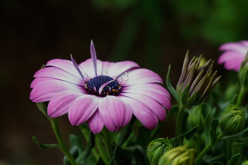 Botanical Arrangement 2