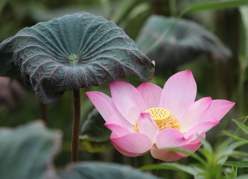 Botanical Creations